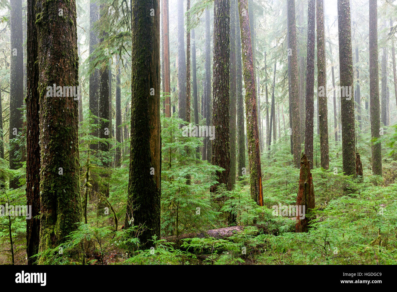 WA11991-00... WASHINGTON - Nebel im Wald entlang des Sol Duc River Trail in Olympic Nationalpark. Stockfoto