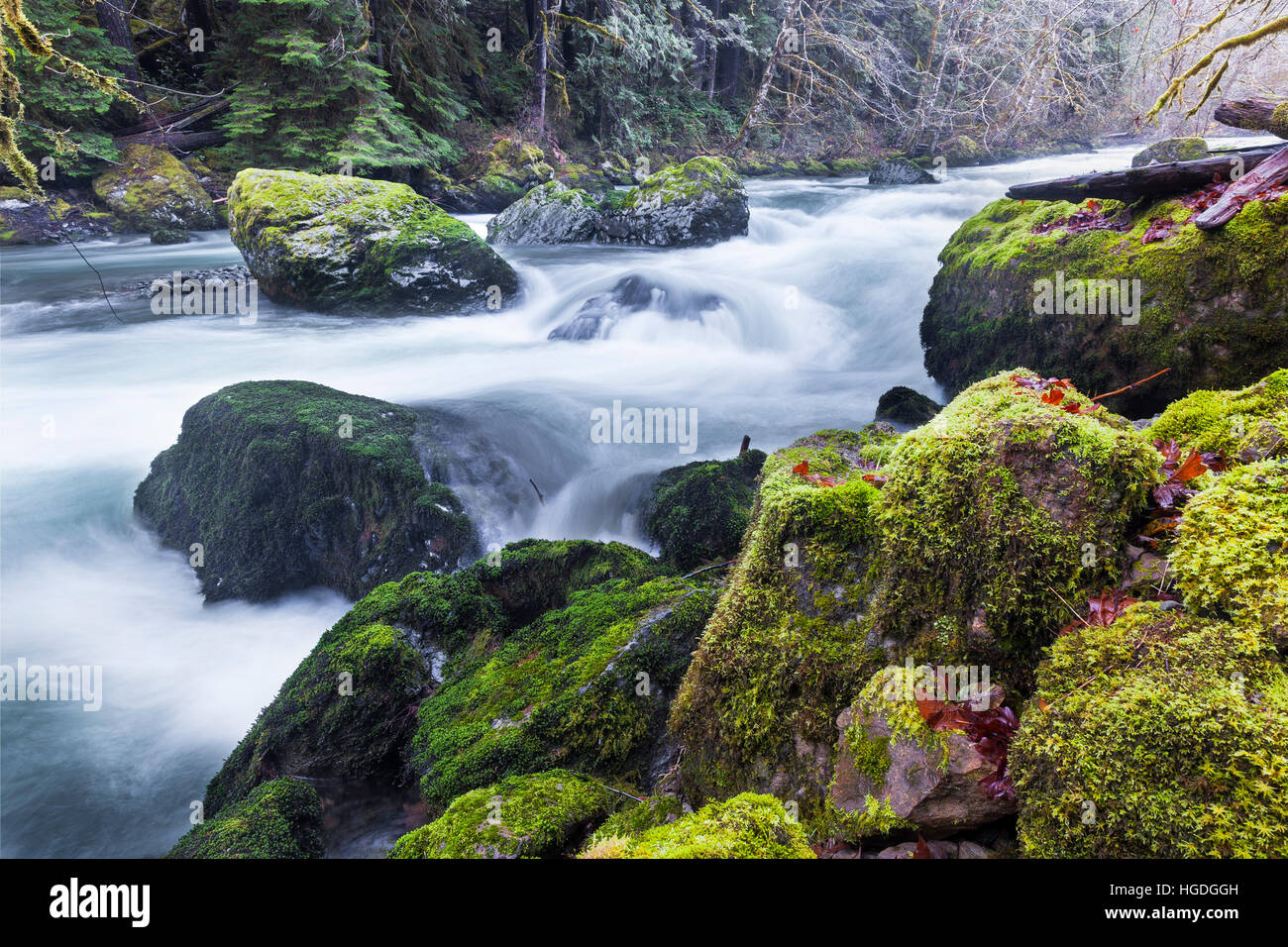 WA14008-00... WASHINGTON - der Dosewallips-Fluss in den Olympic National Forest Stockfoto