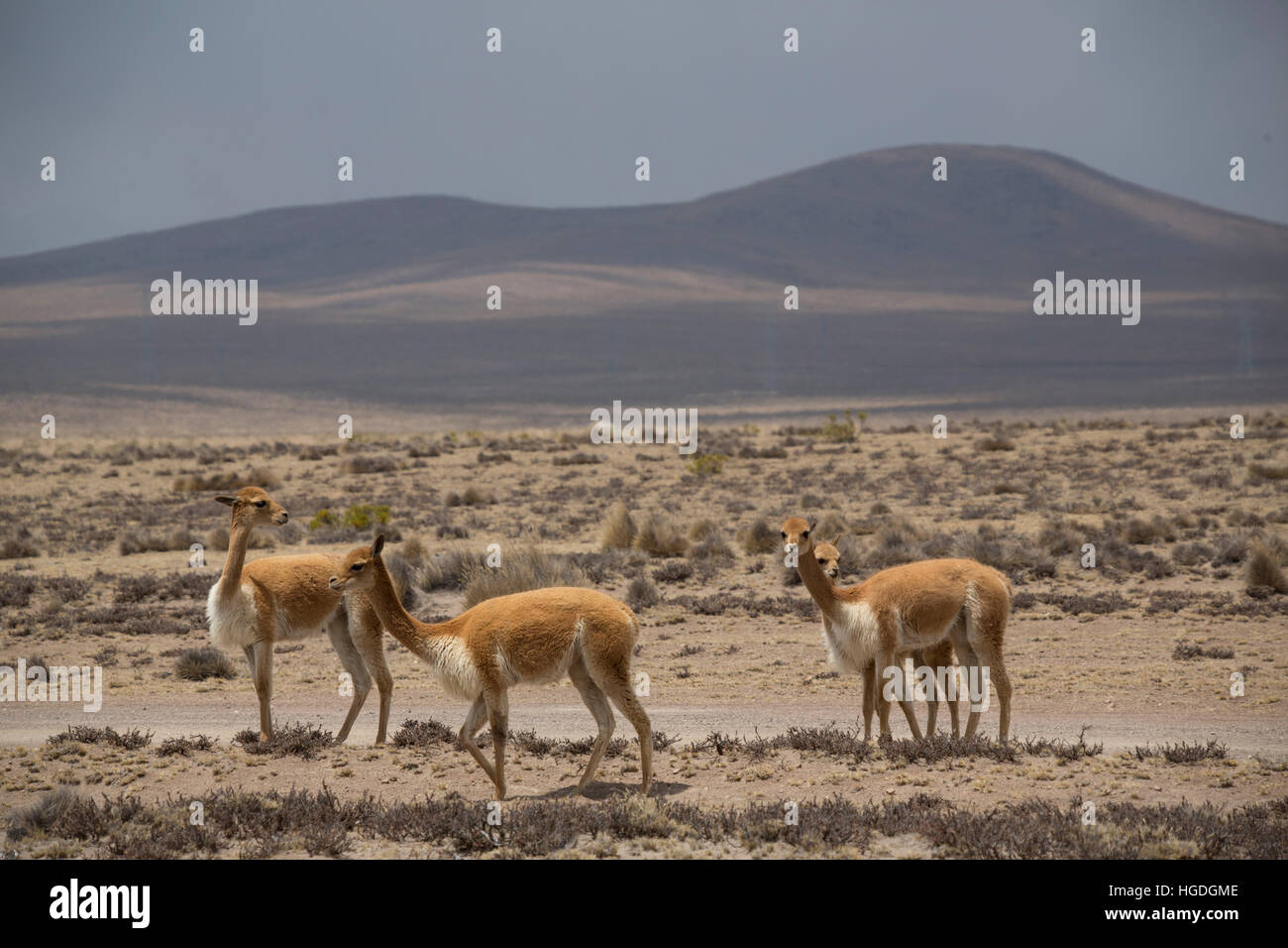 Vikunjas in die Zona de Vikunjas, Stockfoto