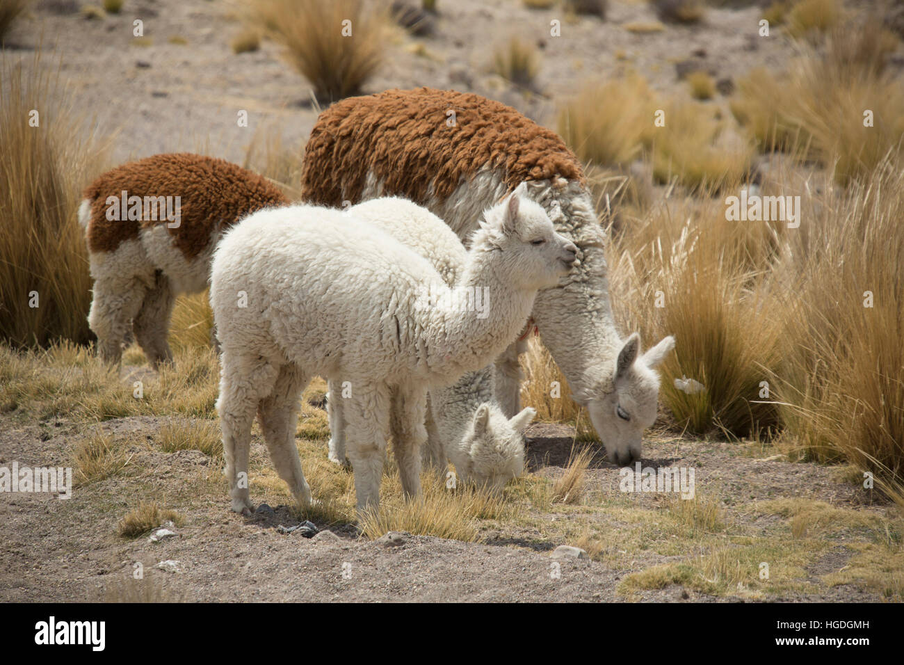 Alpakas in der Zona de Vikunjas, Stockfoto