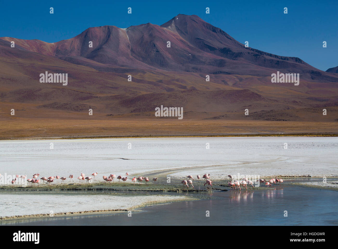 Flamingos in der Laguna Hedionda in die Siloli Stockfoto