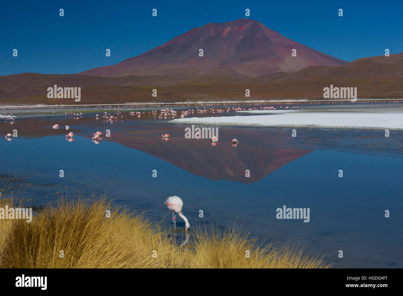 Flamingos in der Laguna Hedionda in die Siloli Stockfoto
