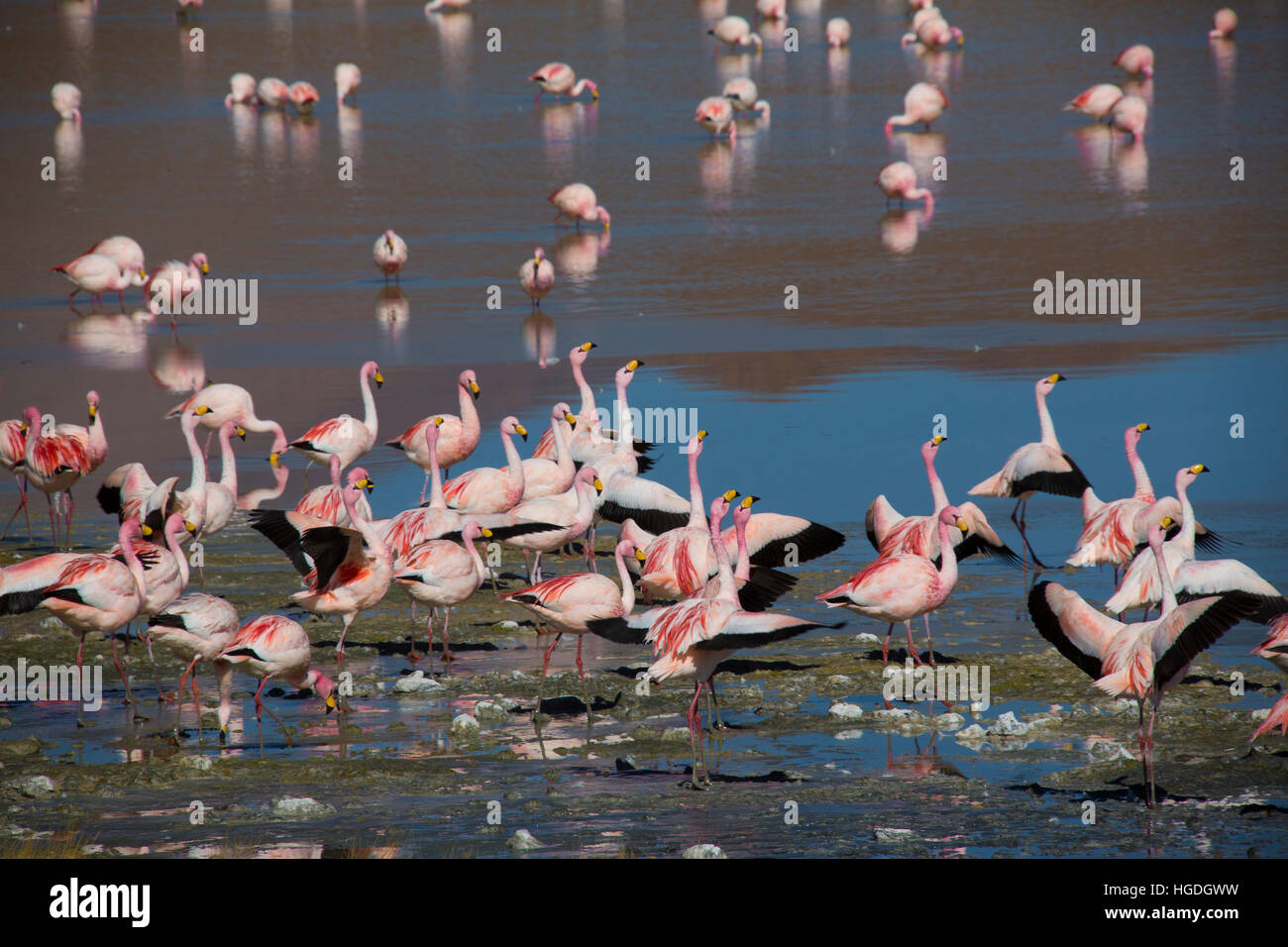 Flamingos in der Laguna Hedionda in die Siloli Stockfoto