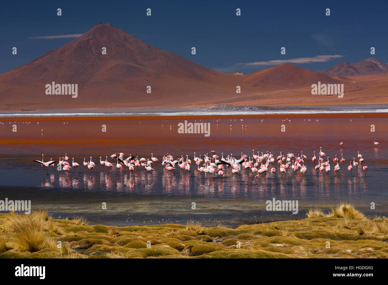 Laguna Colorada 4304 ms mit Flamingos und Vulkan Pabellon, Stockfoto
