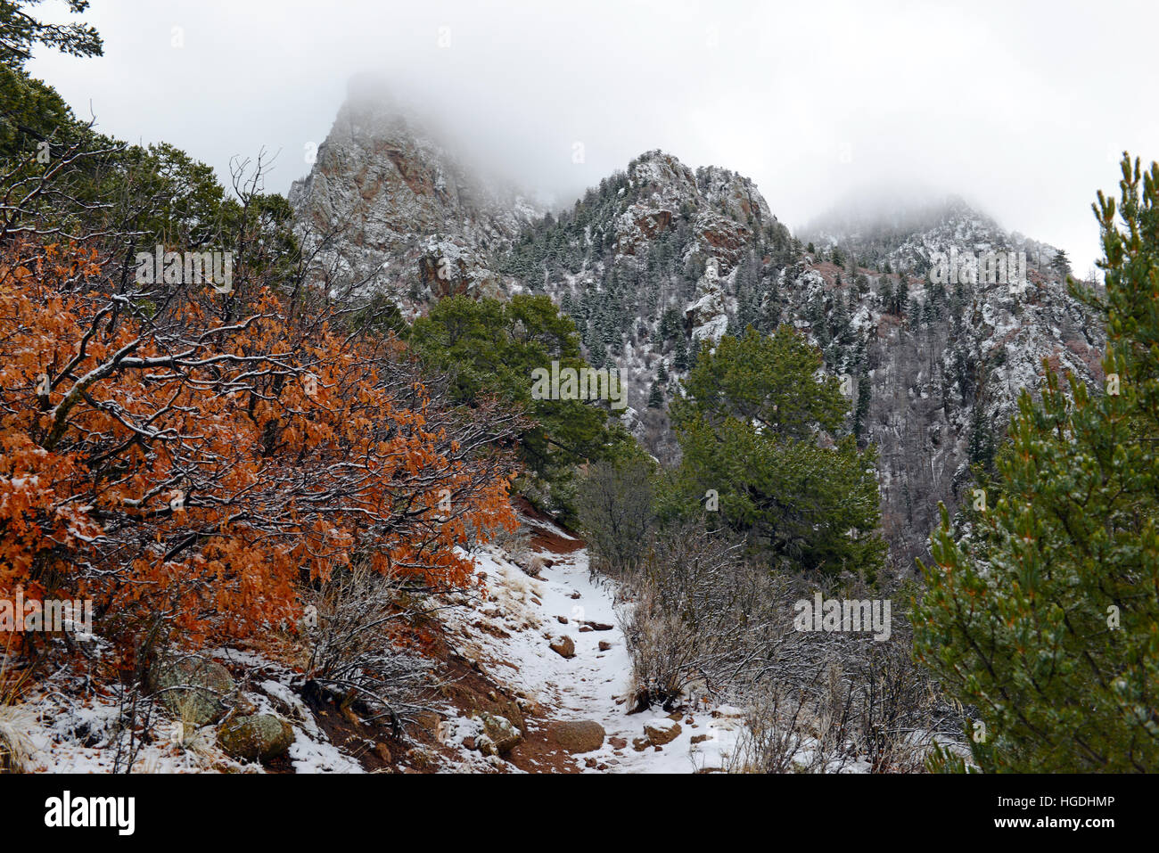 Lebendigen Farben der Alpine Waldlandschaft mit Schnee, Sandia Mountains, New Mexico, USA Stockfoto