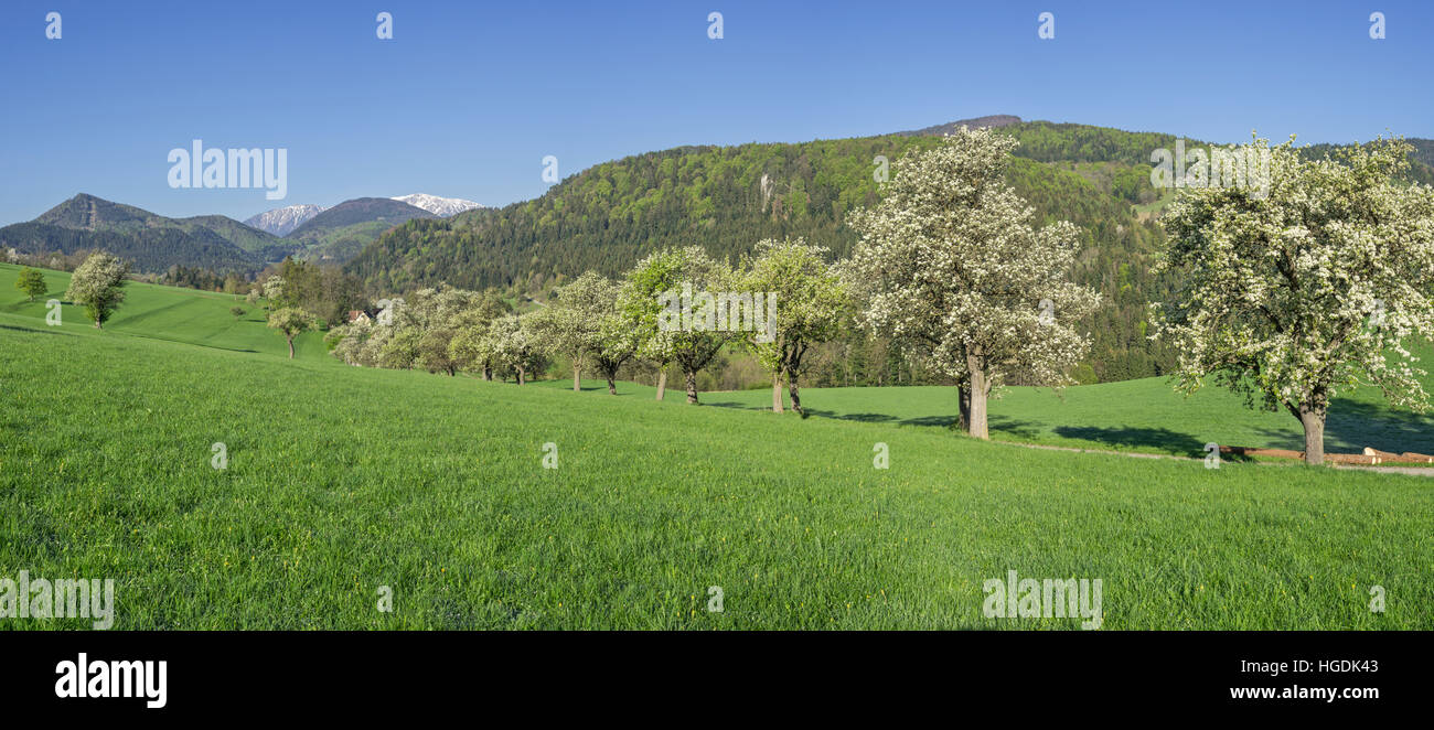 Reihe von blühenden Birnbäume, Schneeberg, Miesenbach, Niederösterreich, Österreich Stockfoto