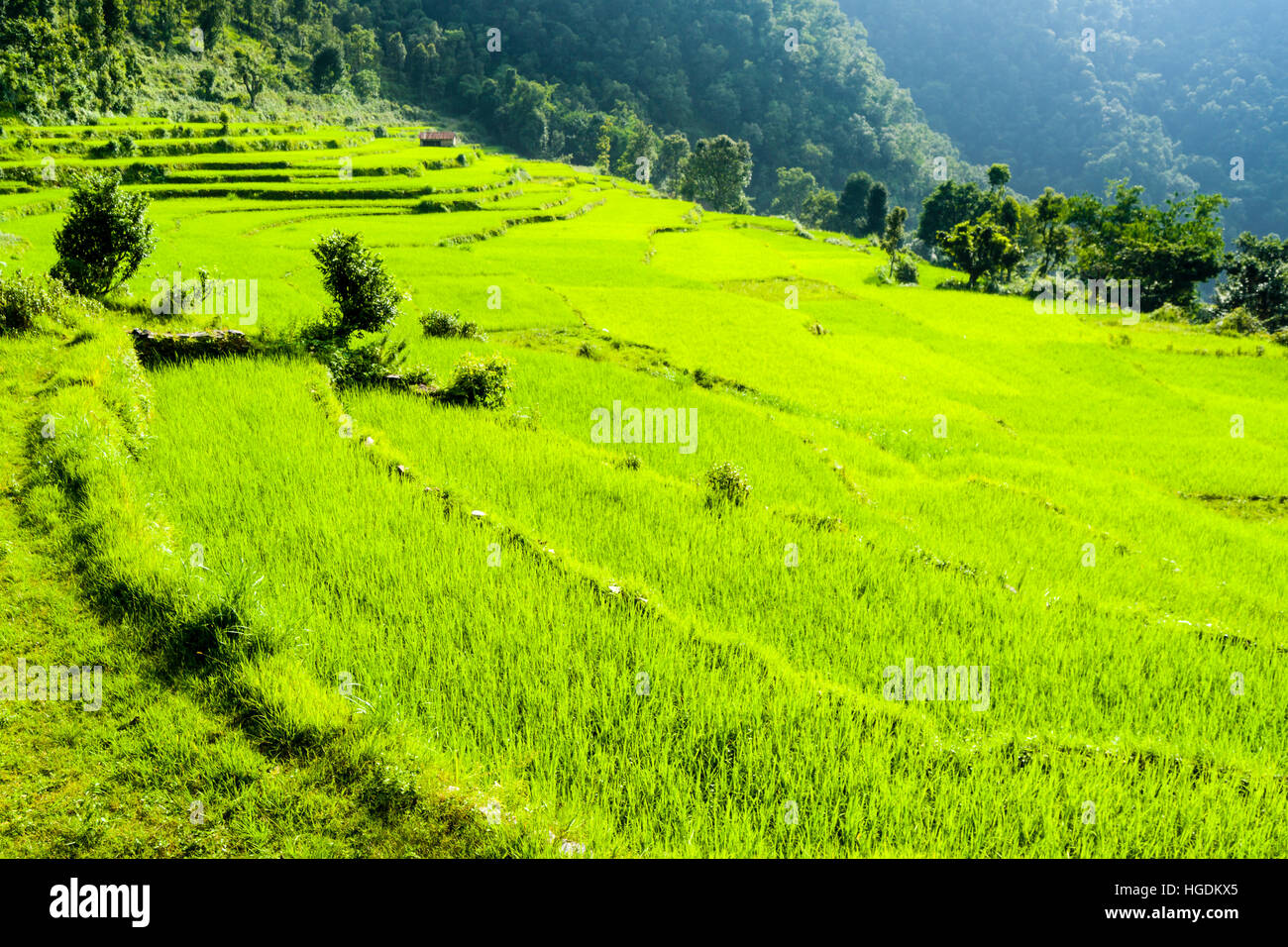 Agrarlandschaft mit grüner Reis Felder, obere Harpan Khola Tal, Tollogau, Distrikt Kaski, Nepal Stockfoto