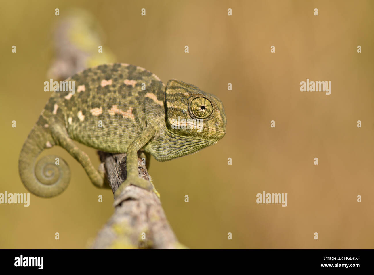 Gewöhnliche oder europäische Chamäleon (Chamaeleo Chamaeleon), Algarve, Portugal Stockfoto