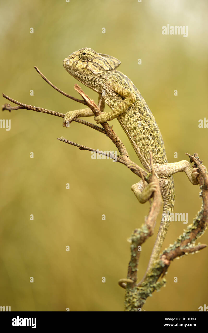 Gewöhnliche oder europäische Chamäleon (Chamaeleo Chamaeleon), Algarve, Portugal Stockfoto