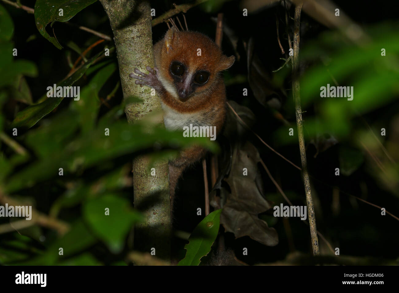 Arnhold Mausmaki oder Montagne d'Ambre Mausmaki (Microcebus Arnholdi), Amber Mountain National Park, Norden von Madagaskar Stockfoto