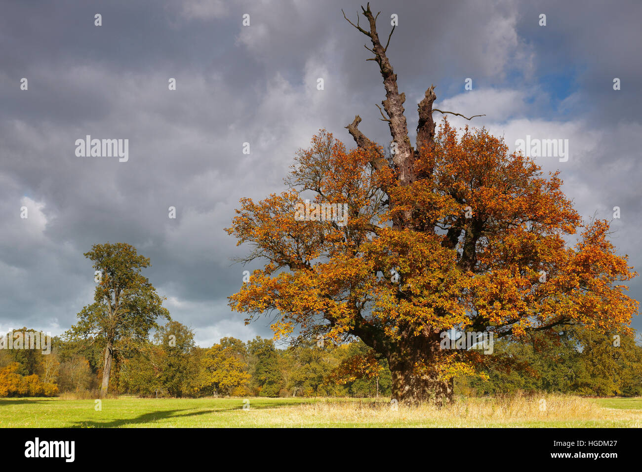 650 Jahre alte Eiche mit Herbstfarben, mittlere Elbe-Biosphärenreservat, Dessau, Sachsen-Anhalt, Deutschland Stockfoto