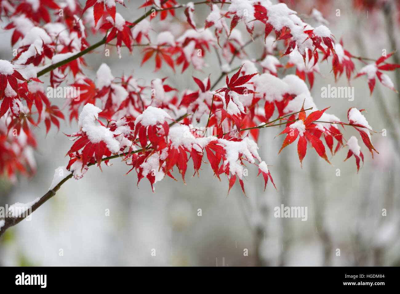 Rot-Ahorn-Blätter mit Schnee im winter Stockfoto
