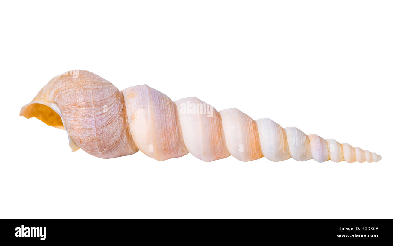 Kegel kleine Muschel ist isoliert auf weißem Hintergrund, Nahaufnahme Stockfoto