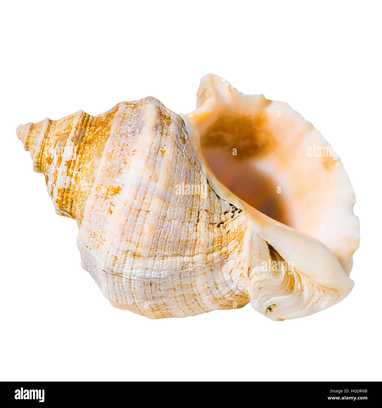 kleine Muschel Conch ist isoliert auf weißem Hintergrund, Nahaufnahme Stockfoto