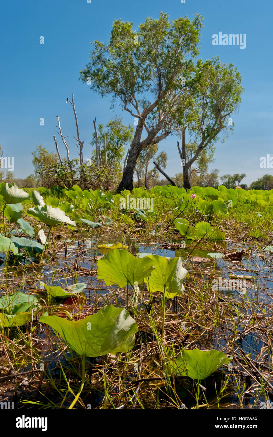 Kakadu National Park vegetation Stockfoto