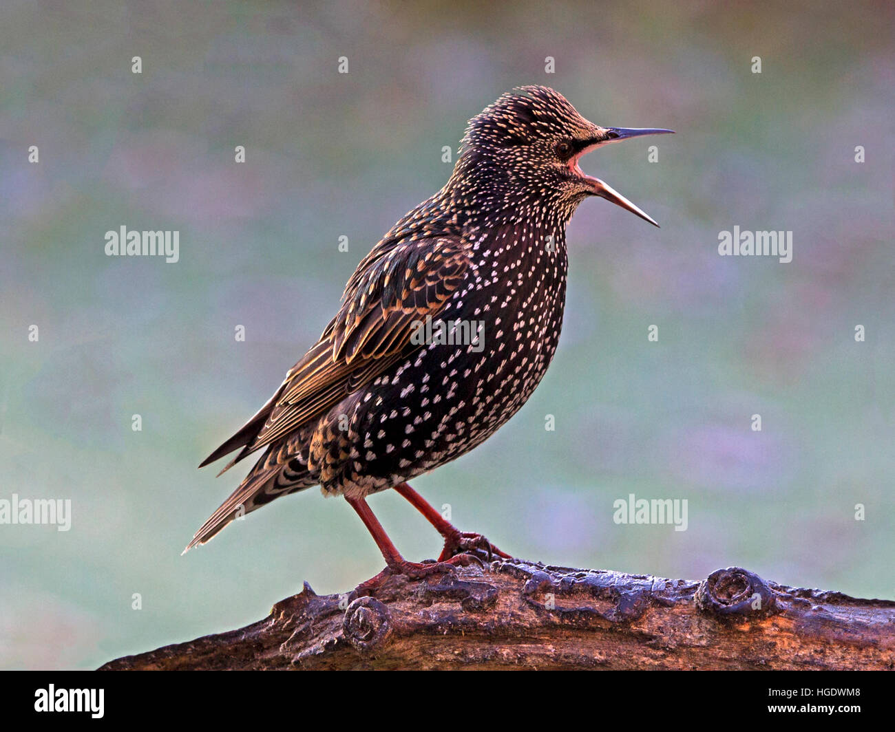 Gemeinsamen Starling thront auf Zweig, Schnabel öffnen Stockfoto