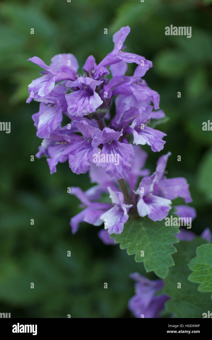 Niederwendischen macrantha Stockfoto
