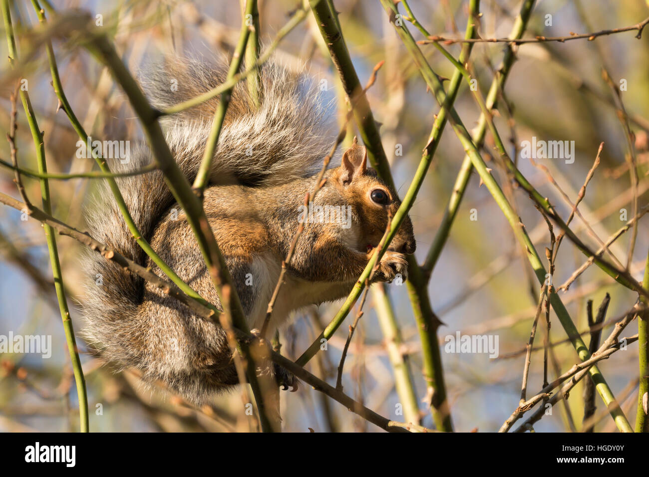 Graue Eichhörnchen hautnah im Baum Stockfoto
