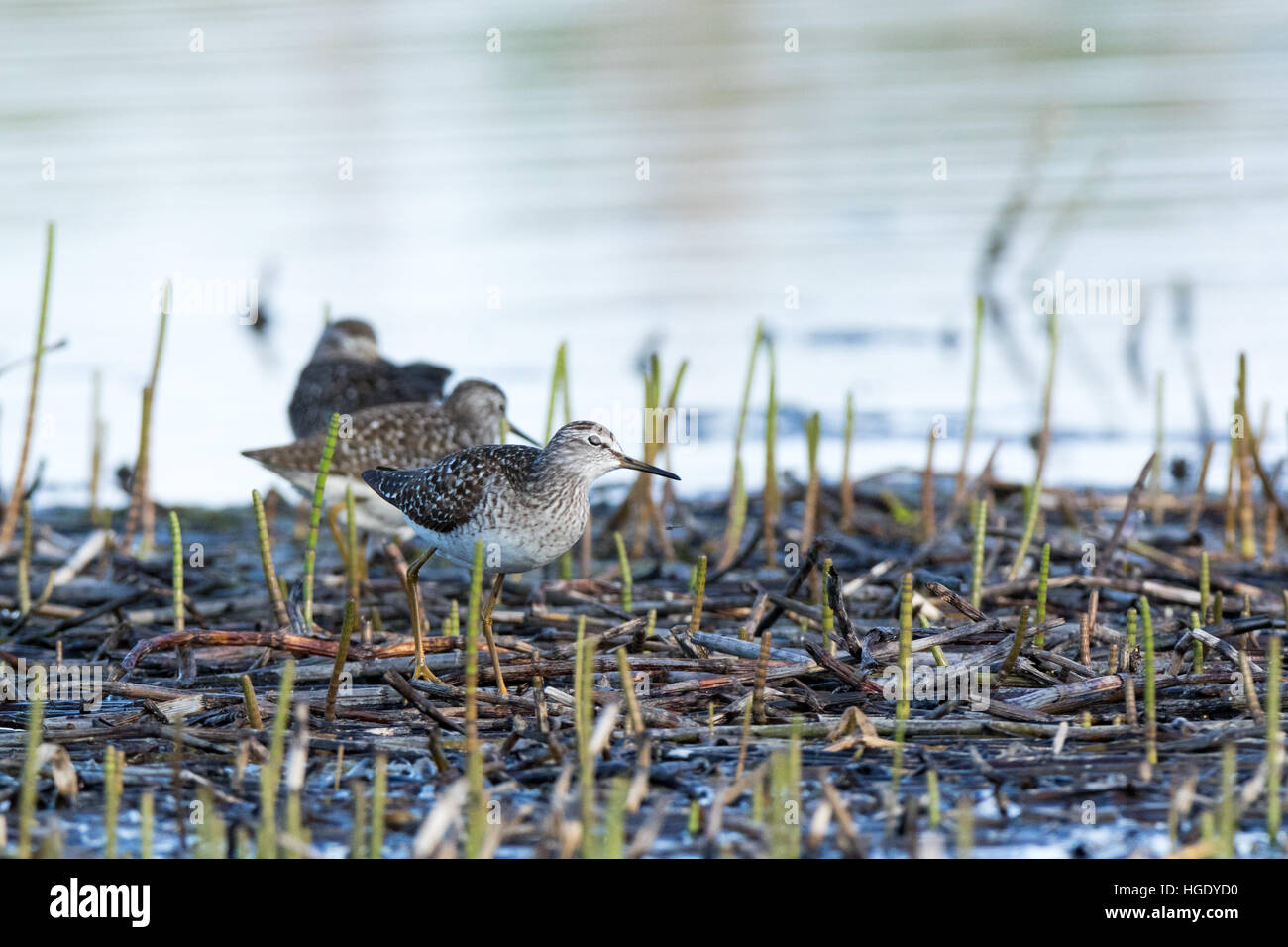 Moscow Region, Russland. Bruchwasserläufer (Tringa Glareola). Stockfoto
