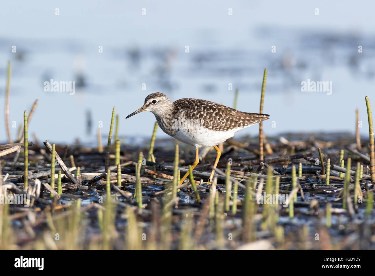 Moscow Region, Russland. Bruchwasserläufer (Tringa Glareola). Stockfoto