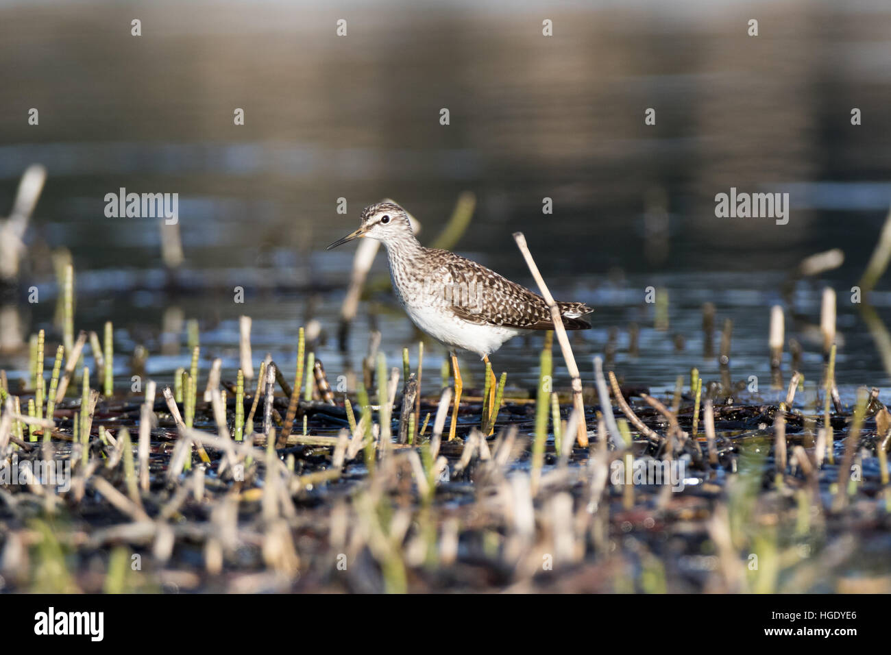 Moscow Region, Russland. Bruchwasserläufer (Tringa Glareola). Stockfoto