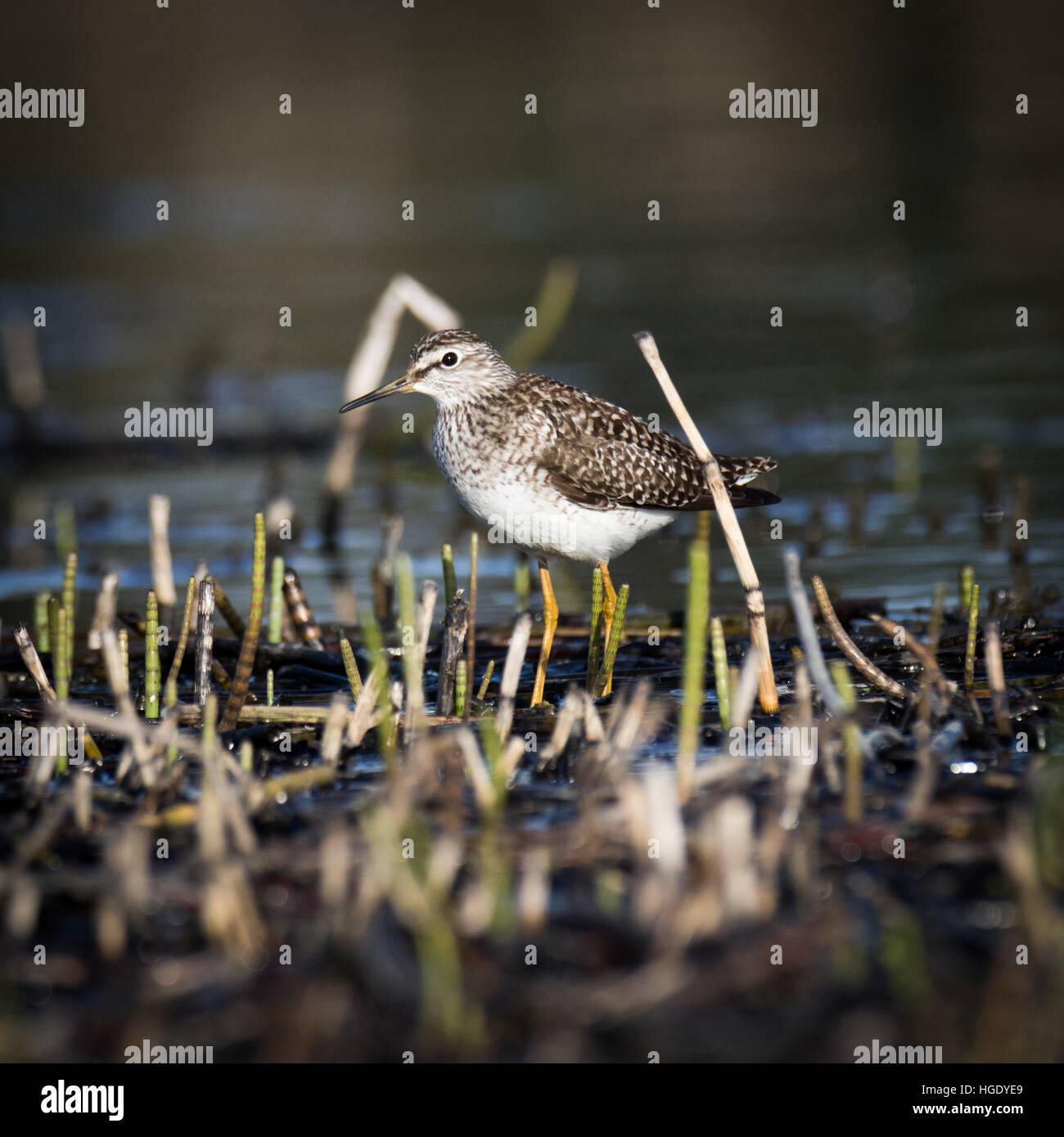 Moscow Region, Russland. Bruchwasserläufer (Tringa Glareola). Stockfoto