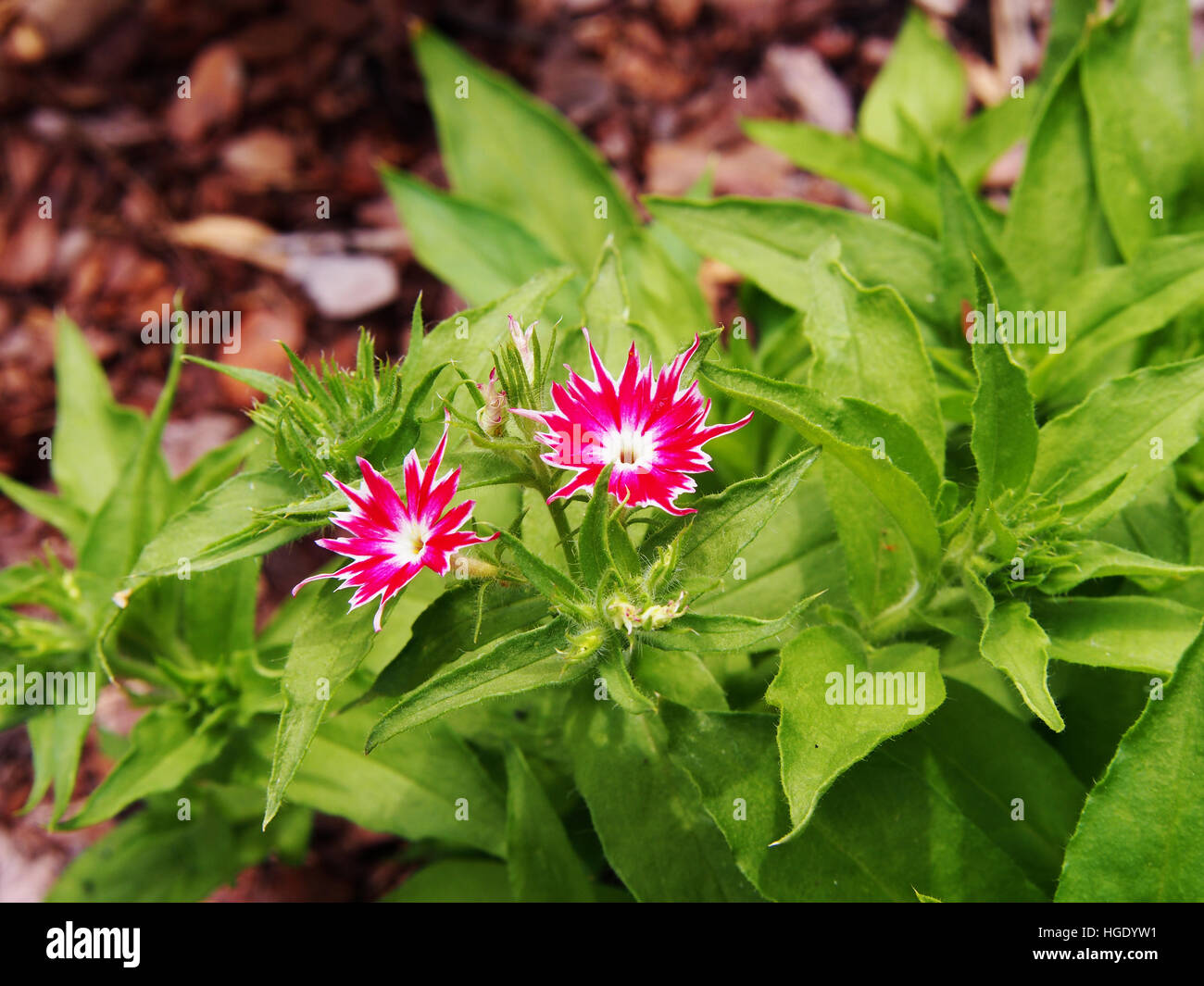 Phlox Drummondii "Twinkle Star' blühen im Garten Stockfoto
