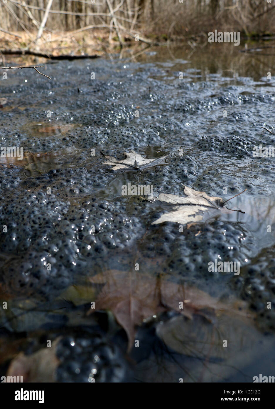 30+ Frosch Eier Im Teich, Sie haben eine gallertartige eihülle.