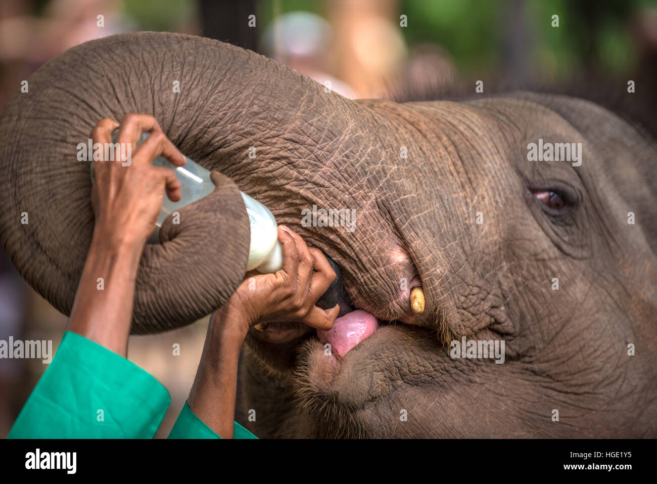 Baby-Elefant wird füttern mit Milch in Pinnawala, Sri Lanka Stockfoto
