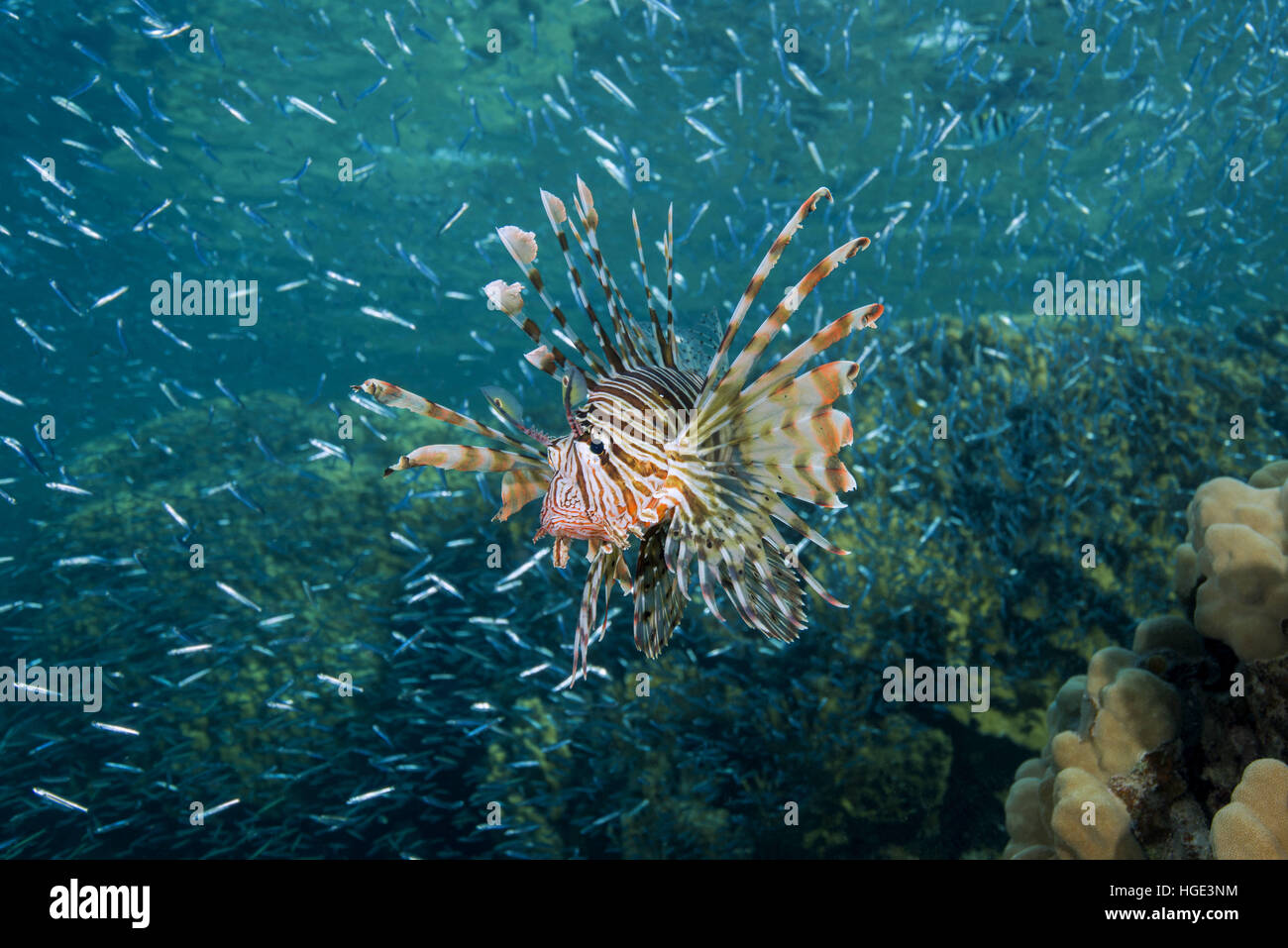 Rotes Meer, Ägypten. 7. November 2016. Sonnenuntergang Jagd rot Rotfeuerfisch (Pterois Volitans) auf einer großen Schule der Fische Hardyhead Silverside (Atherinomorus Lacunosus), Rotes Meer, Dahab, Sinai-Halbinsel, Ägypten © Andrey Nekrassow/ZUMA Wire/ZUMAPRESS.com/Alamy Live-Nachrichten Stockfoto