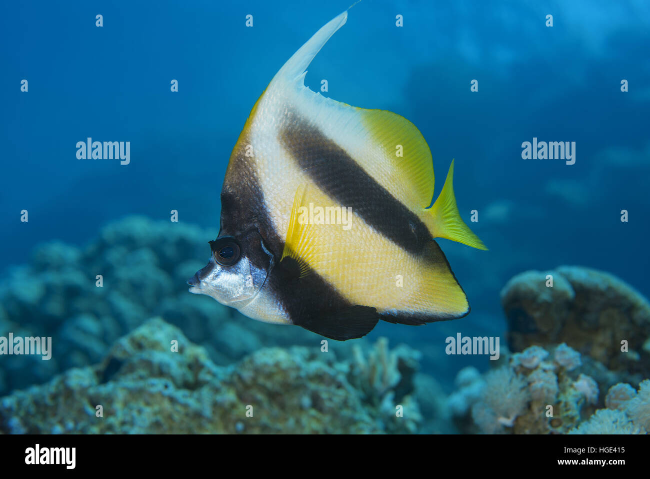 Rotes Meer, Ägypten. 4. November 2016. Wimpel Coralfish, Longfin Bannerfish, reef Bannerfish oder Kutscher (Heniochus Acuminatus) schwimmt in der Nähe von Coral Reef, Rotes Meer, Sharm El Sheikh, Sinai-Halbinsel, Ägypten © Andrey Nekrassow/ZUMA Wire/ZUMAPRESS.com/Alamy Live-Nachrichten Stockfoto