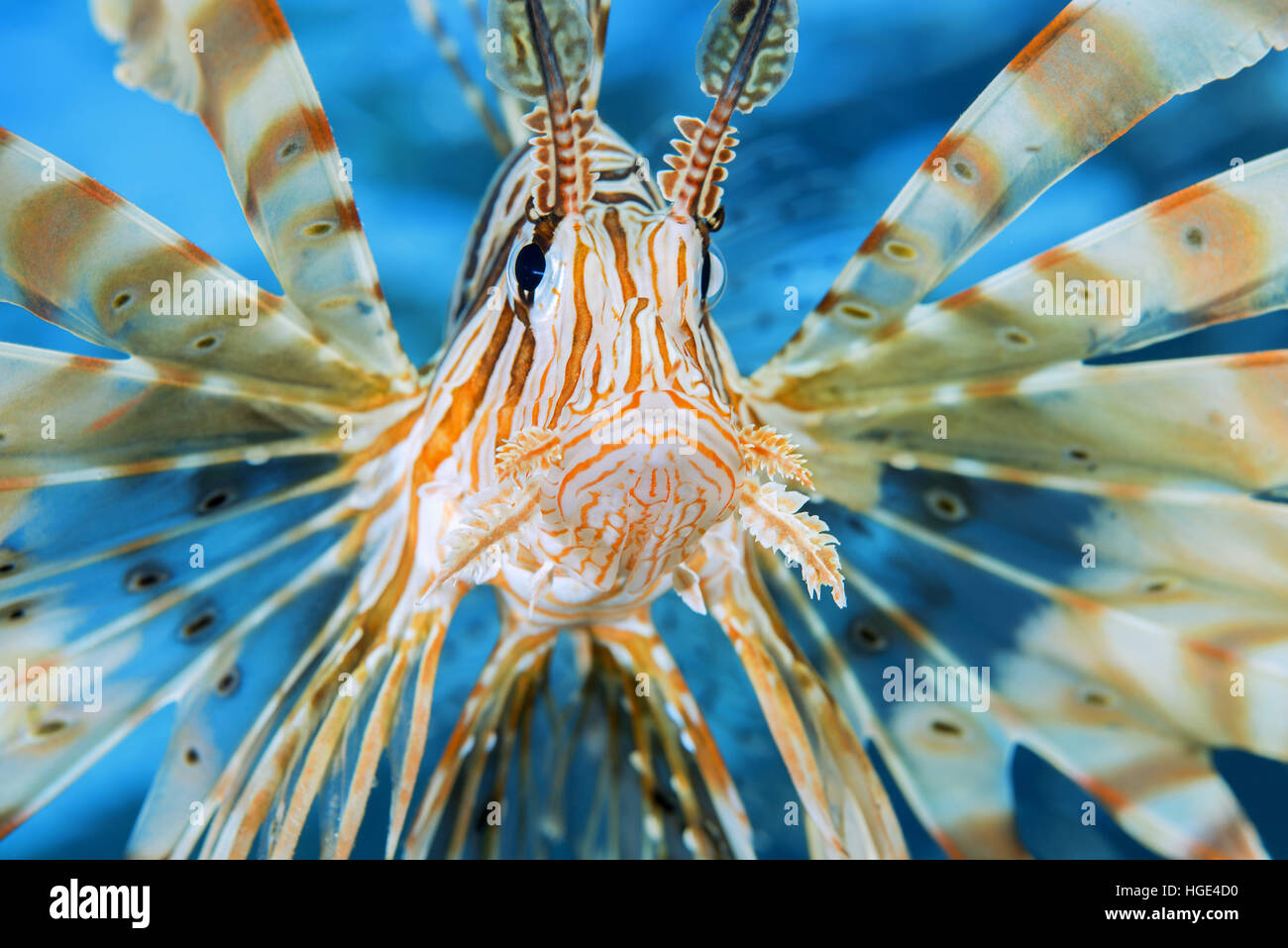 9. November 2016 - Rotes Meer, Ägypten - Portrait of Red Rotfeuerfisch (Pterois Volitans), Rotes Meer, Dahab, Sinai-Halbinsel, Ägypten (Credit-Bild: © Andrey Nekrassow/ZUMA Wire/ZUMAPRESS.com) Stockfoto