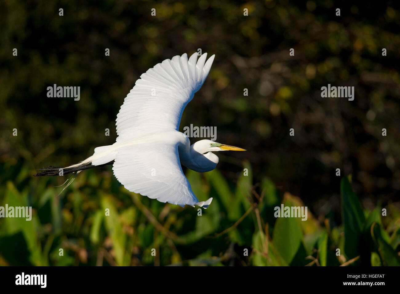 Einen großen weißen Silberreiher fliegt vor grünem Laub als auch scheint die Sonne drauf. Stockfoto