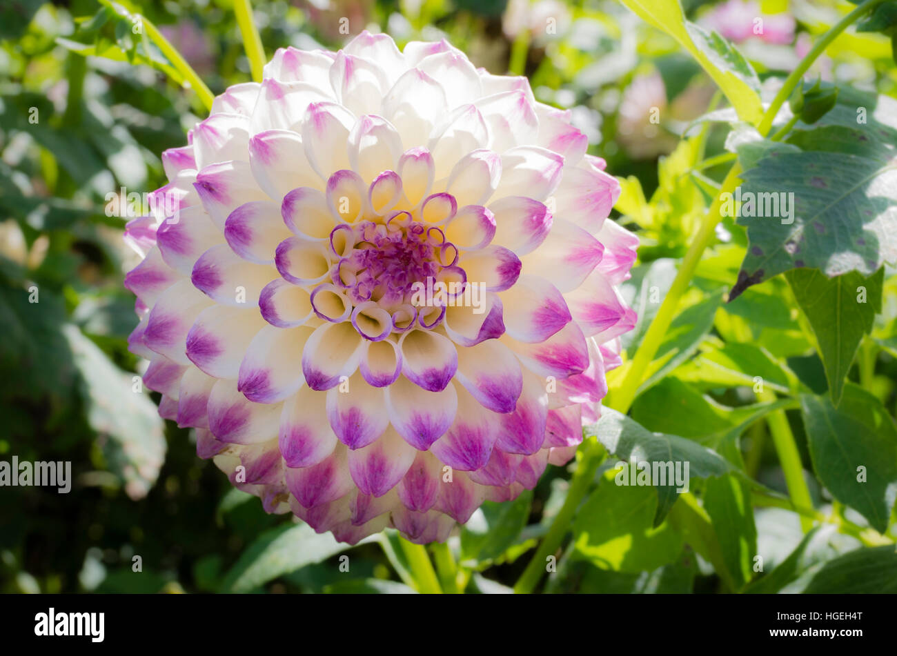 Dahlie Formby Art blühen im September im Vereinigten Königreich Stockfoto