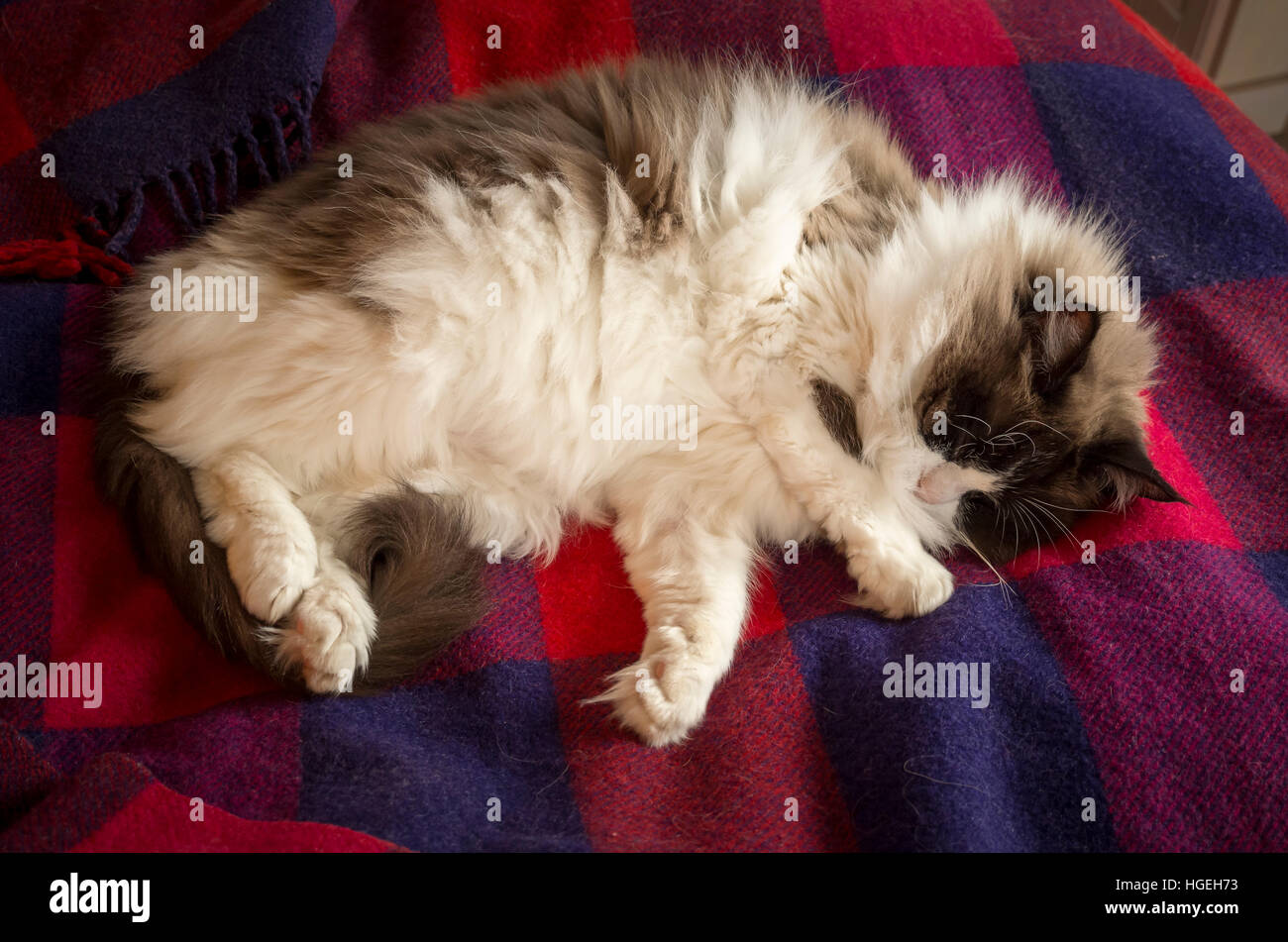 Ragdoll Katze schläft auf einem bunten Teppich Stockfoto