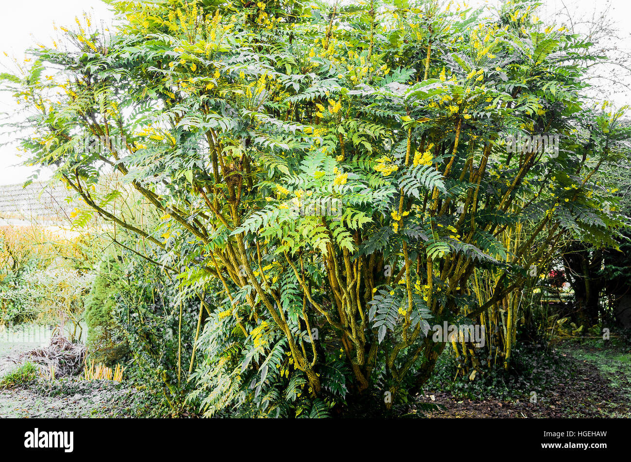Mahonie Blüte im Januar UK Stockfoto