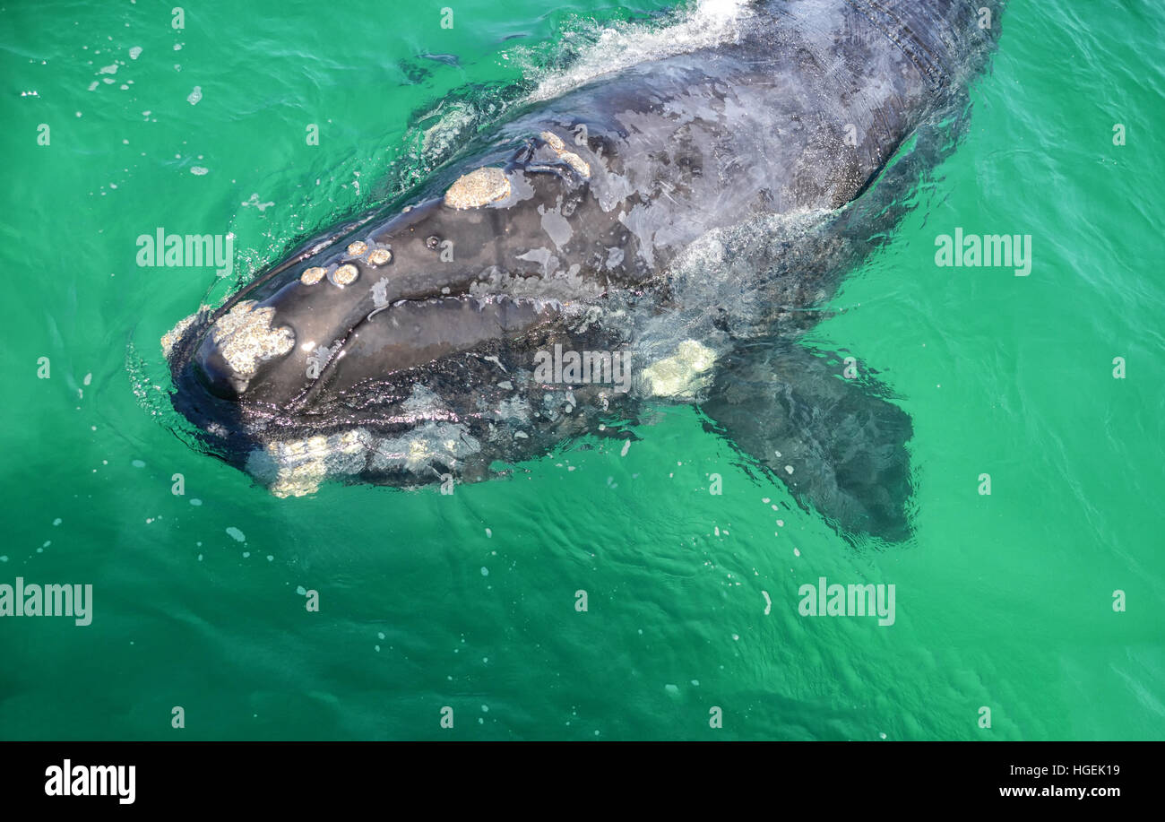 Eine Nahaufnahme von einer neugierigen juvenile Southern Right Whale in False Bay, Südafrika Stockfoto