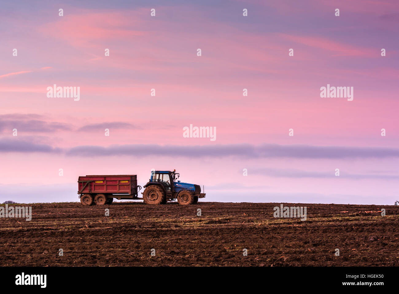 Blaue Traktor und roten Anhänger in einem vor kurzem Acker gegen einen Abendhimmel Stockfoto