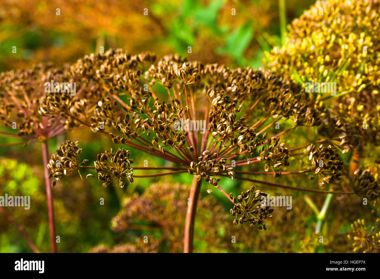 Regenschirme von Samen duftenden Dill (Fenchel) auf Beet Stockfoto