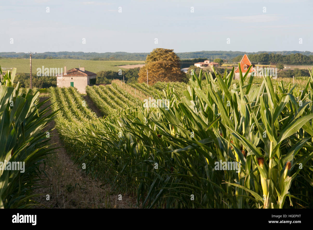 Feld von Mais in Frankreich Stockfoto