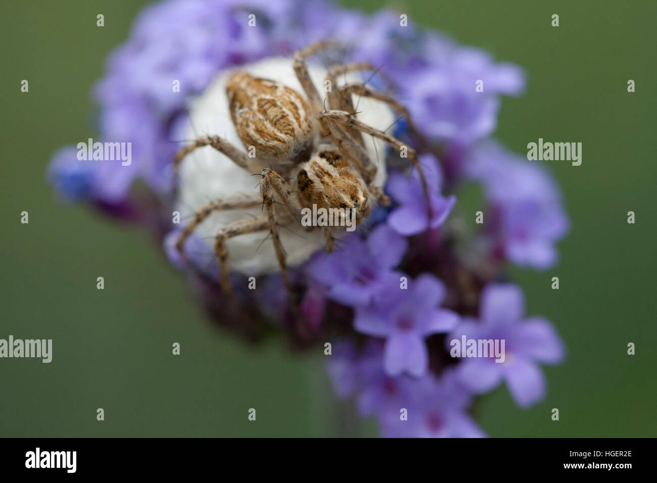 Spinne mit Ei sack Stockfoto