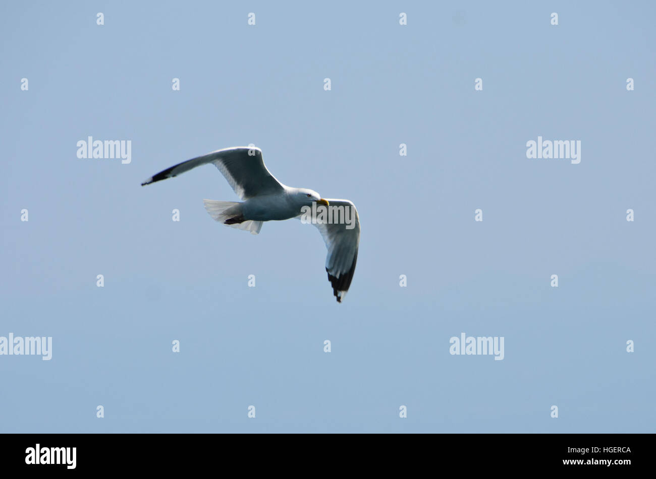 Gelb-legged Möwen fliegen in den Himmel Stockfoto