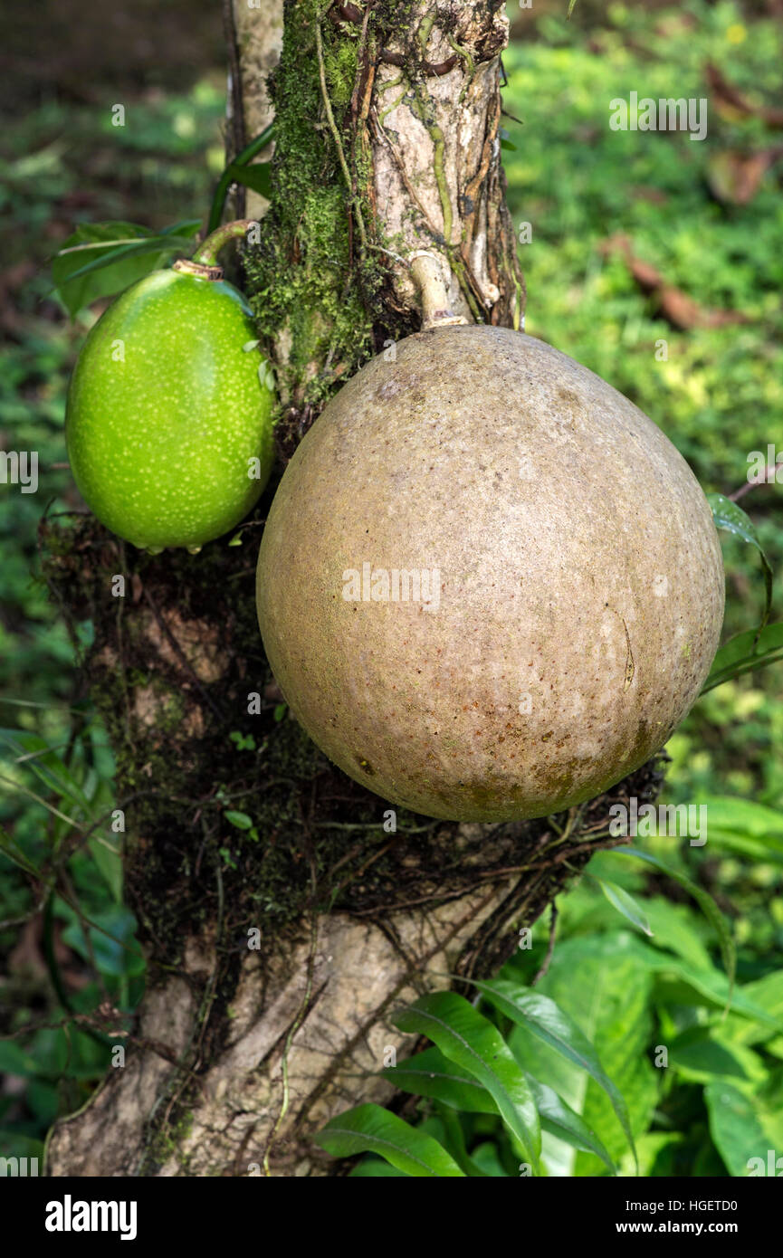 Reifen und unreifen Früchte des Baumes Kalebasse (Crescentia Cujete), Choco Wald, Ecuador Stockfoto