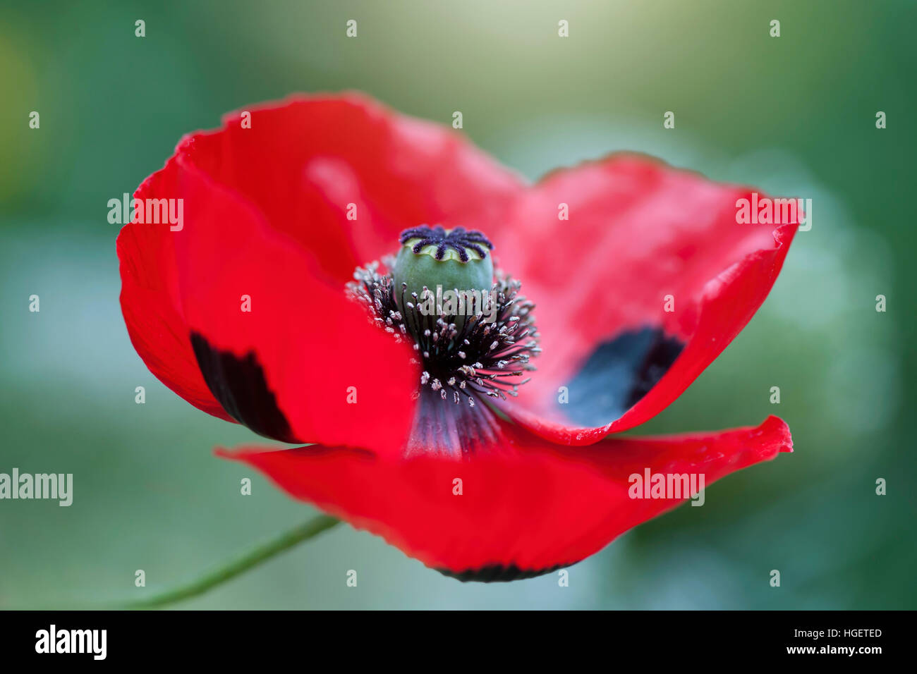 Nahaufnahme Bild der pulsierenden roten "Marienkäfer" Mohn eine jährliche Sommer blühenden Pflanzen. Stockfoto