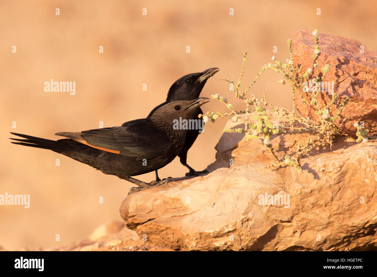 männliche und weibliche Tristram Starling oder des Tristram Grackle (Onychognathus Tristramii). In Israel, Totes Meer, fotografiert im November Stockfoto