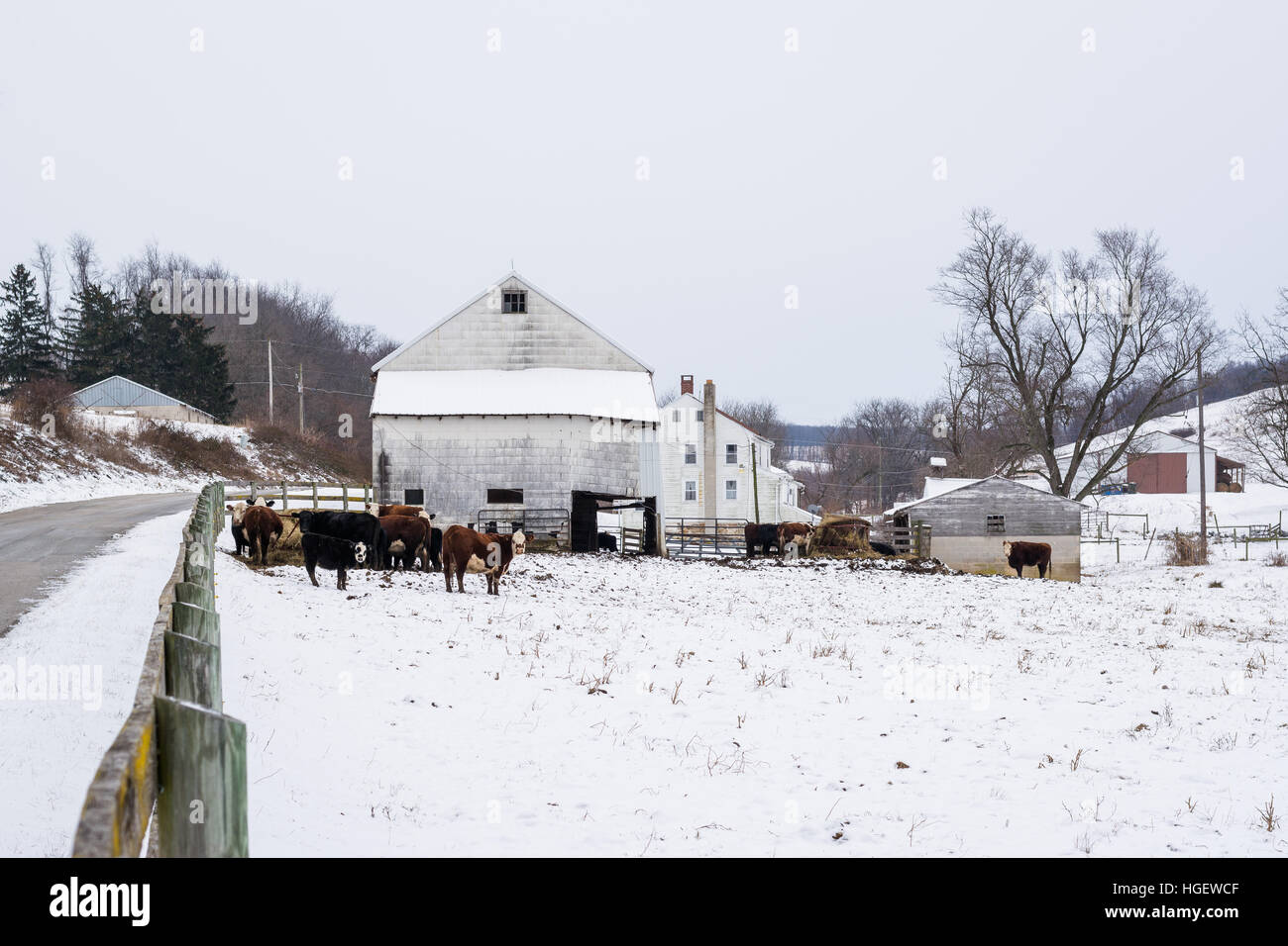 Kühe und Scheune in eine Schnee bedeckt Feld in der Nähe von Jefferson, Pennsylvania. Stockfoto