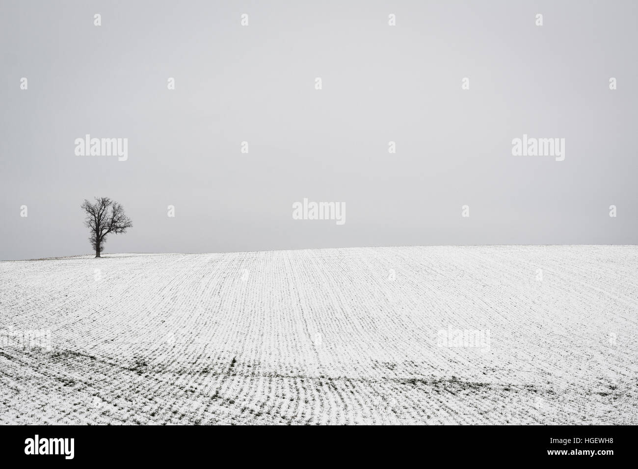 Baum und Schnee überdachten Hof-Feld in der Nähe von Spring Grove, Pennsylvania. Stockfoto