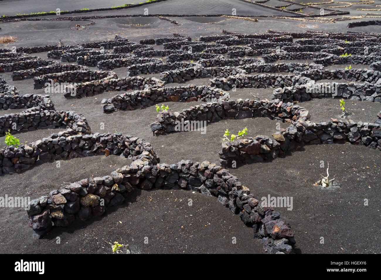 Reben wachsen in vulkanischen Lapilli. La Geria Region. Lanzarote, Kanarische Inseln, Atlantik, Spanien. Stockfoto
