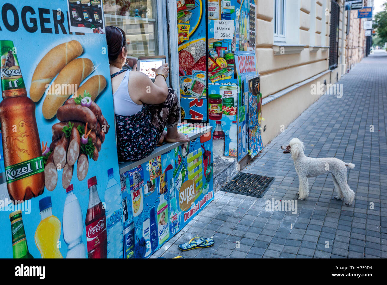 Ein weißer Pudel wartet vor einem Geschäft, Prag Holesovice, Tschechische Republik, Stadtleben Stockfoto