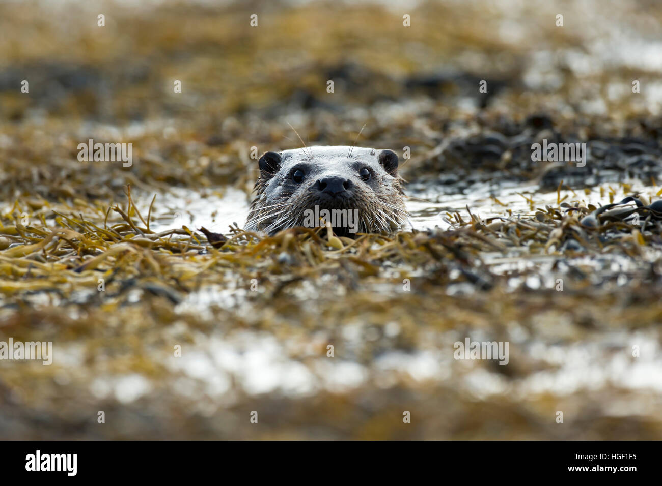 Eurasische Fischotter (Lutra Lutra) in den Algen schwimmen Stockfoto